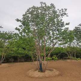 乌桕树苗在园林绿化工程中的应用与价值