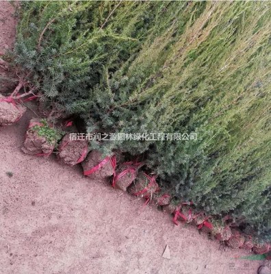 基地优质刺柏苗木 园林绿化工程的理想选择