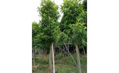 广西园林绿化工程 施工流程与可靠企业推荐