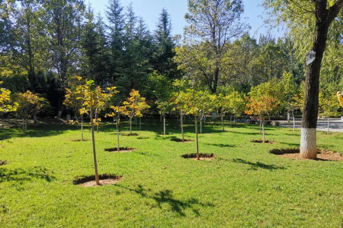 园林绿化工程招投标中信用评价的重要性及其应用