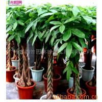 广州富韵竹园林绿化工程灌木产品目录