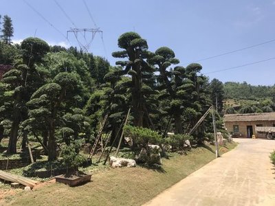 贵阳苗木栽培技术要点与贵州谊信园林绿化工程实践