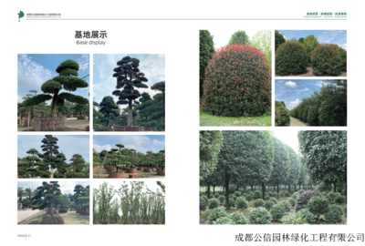 四川绿化苗木与园林绿化工程 构筑绿色生态的艺术与实践