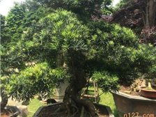 湖南长沙市雨花区精彩园林绿化苗木场 城市绿化的专业伙伴与一站式园林工程服务商