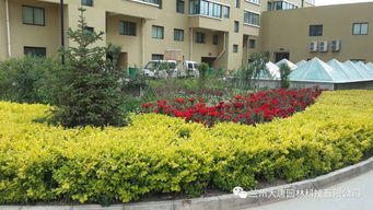 永登西太华置地新城小区园林绿化工程 构建和谐宜居的生态家园
