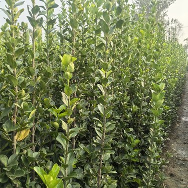 北海道黄杨 园林绿化工程的优选苗木与市场价格分析