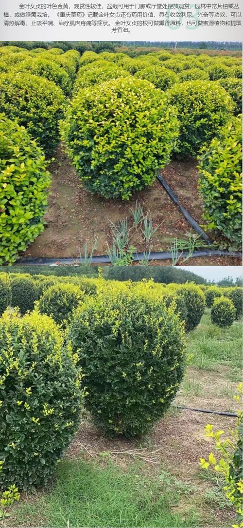 庭院与道路的黄金点缀 耐寒耐旱的1米冠幅金叶女贞球