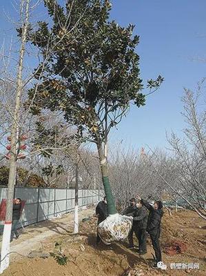 鹤壁华夏南路景观提升工程 城市主干道的惊艳蜕变